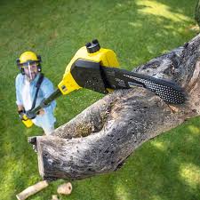 Professional Tree Care Services in Red Oak, NC