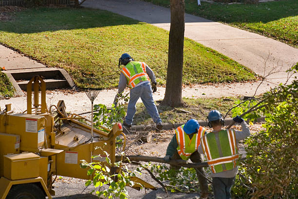 Best Fruit Tree Pruning  in Red Oak, NC